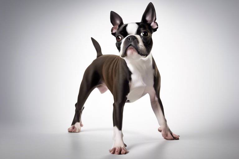 The Characteristics of the Boston Terrier - Compact and Lovable