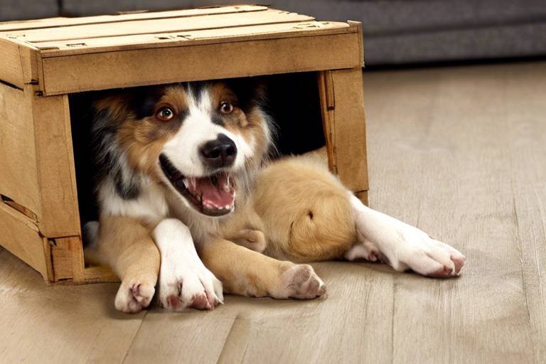 The Benefits of Crate Training for Dogs