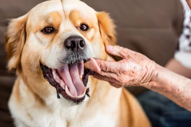 Creating a Senior Pet Care Routine