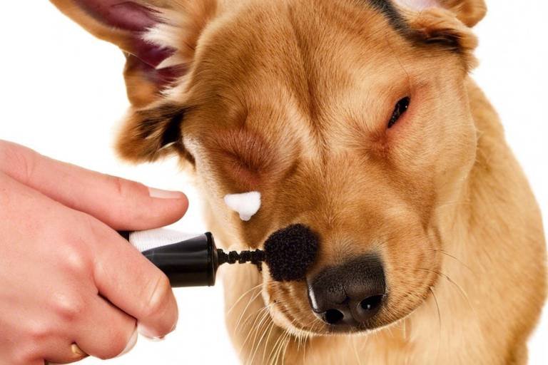 The Importance of Ear Cleaning for Pets