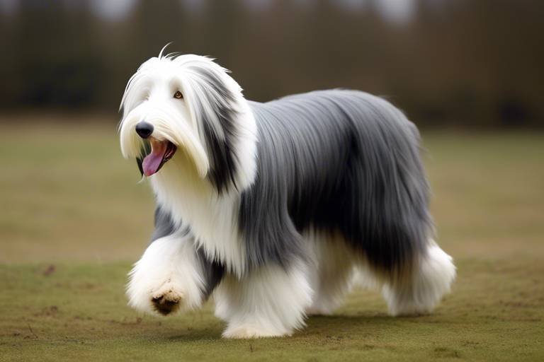 The Traits of the Bearded Collie - A Fun Companion