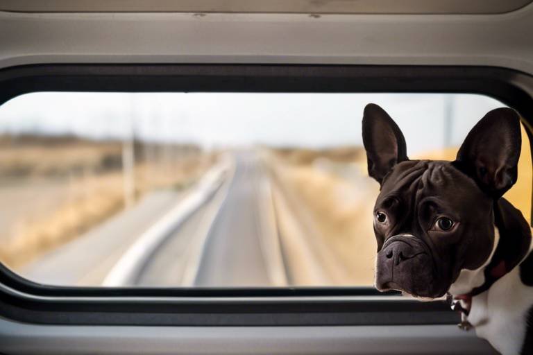 Tips for Traveling with Your Adopted Pet