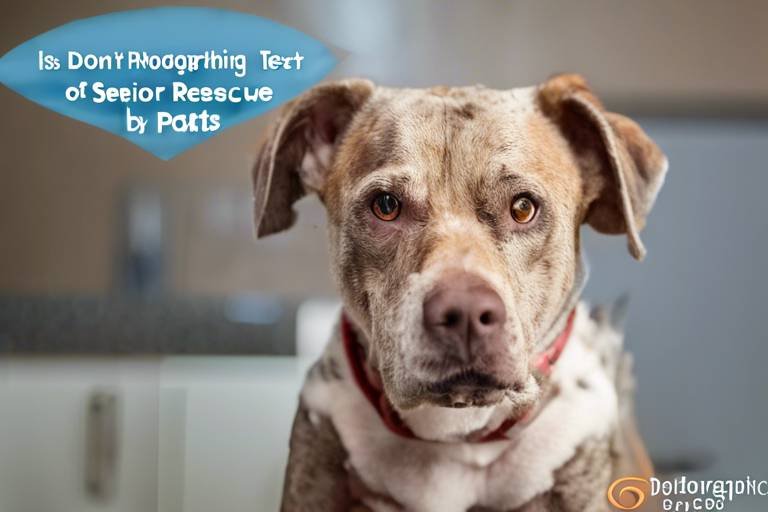 Understanding the Special Needs of Senior Rescue Pets