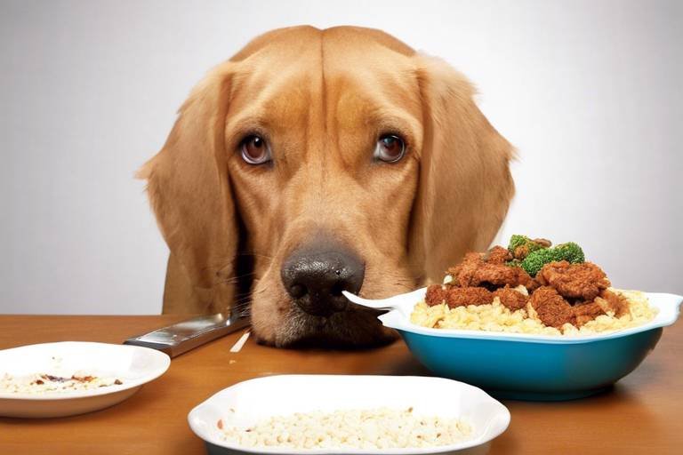 How to Incorporate Leftovers into Your Pet's Meals