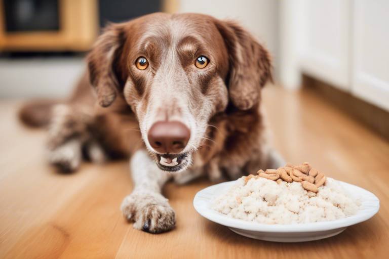 How to Help Senior Pets with Dietary Restrictions