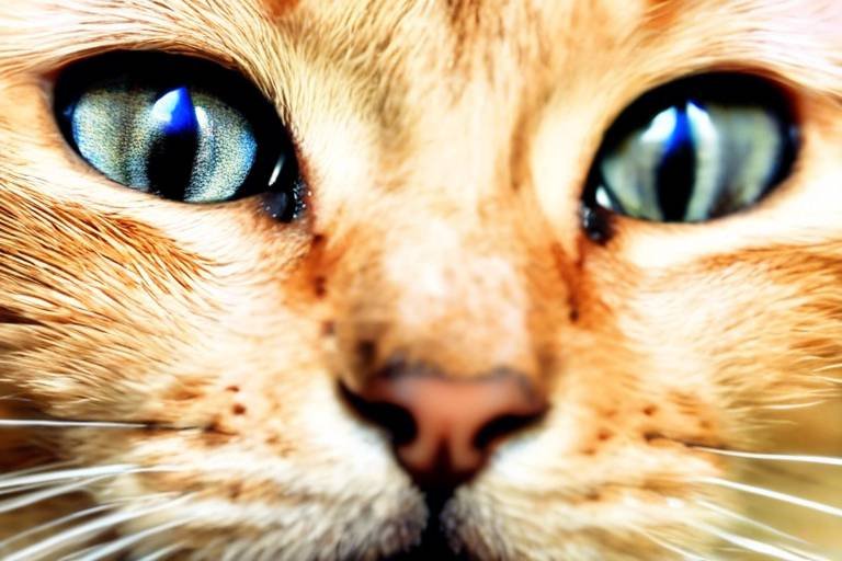 Tips for Adopting a Cat - What You Need to Know