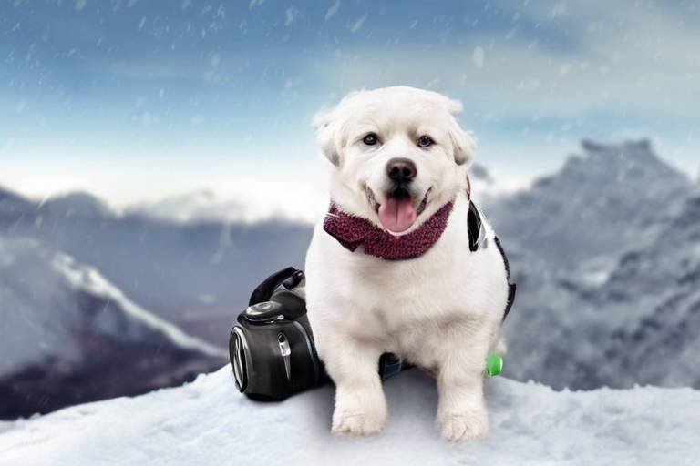 Tips for Traveling with Pets in the Cold