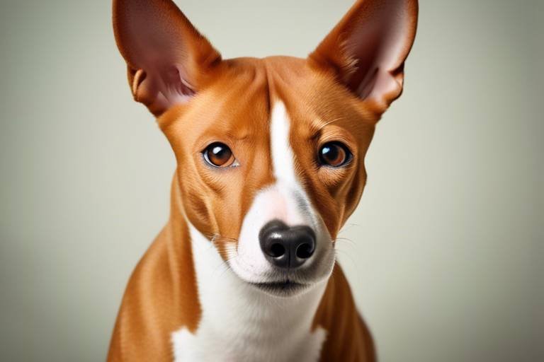 The Unique Traits of the Basenji - Barkless Wonder