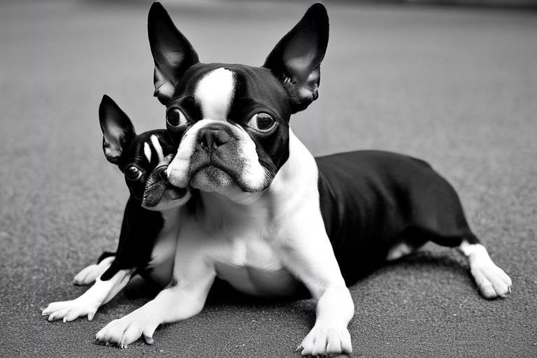 The Affectionate Nature of Boston Terriers