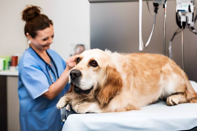 The Benefits of Routine Vet Checkups for Older Pets