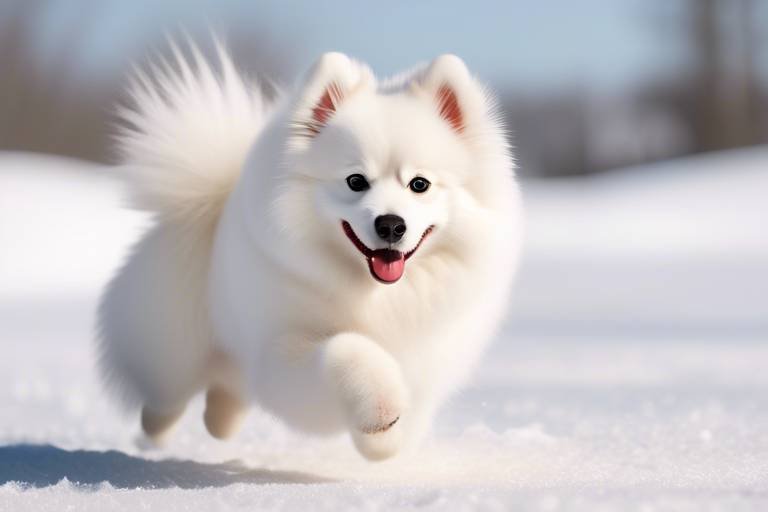 Understanding the Personality of the American Eskimo Dog