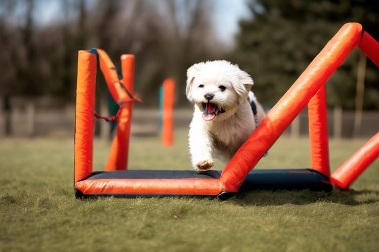 How to Train Your Pet for Obstacle Courses