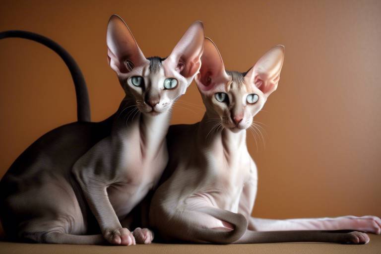 The Affectionate Nature of the Oriental Shorthair