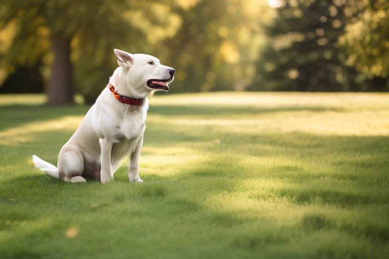 Tips for Training Your Dog to Recognize Commands from Afar