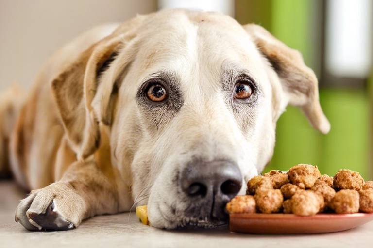 The Best Foods for Senior Dogs - What to Look For