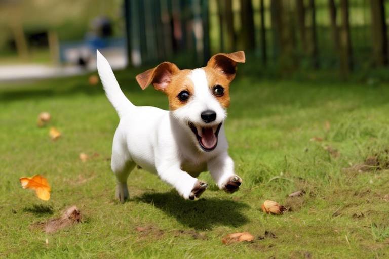 Why Jack Russell Terriers Are So Lively