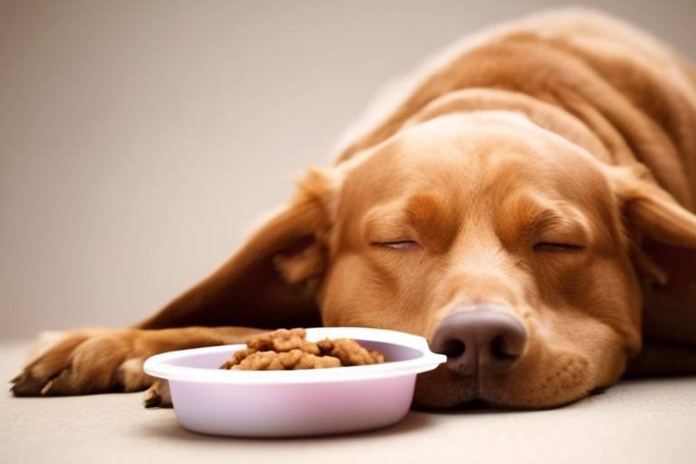 Tips for Feeding Pets with Gastrointestinal Issues