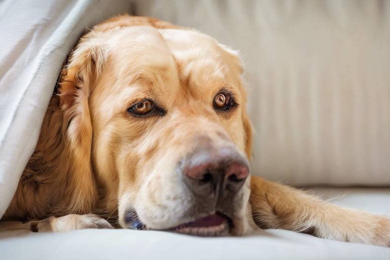 Understanding the Emotional Needs of Senior Pets