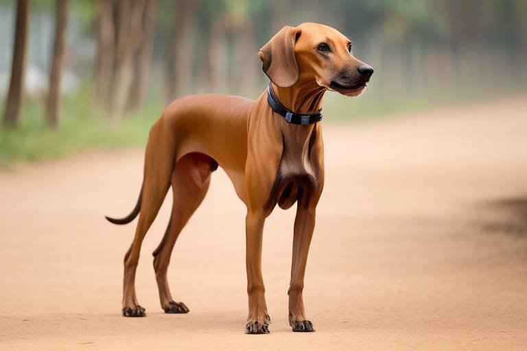 The Characteristics of the Azawakh Dog