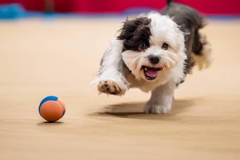 The Benefits of Training for Pet Competitions