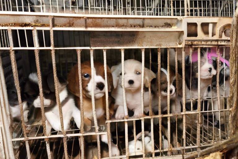 How to Spot a Puppy Mill - What to Look For
