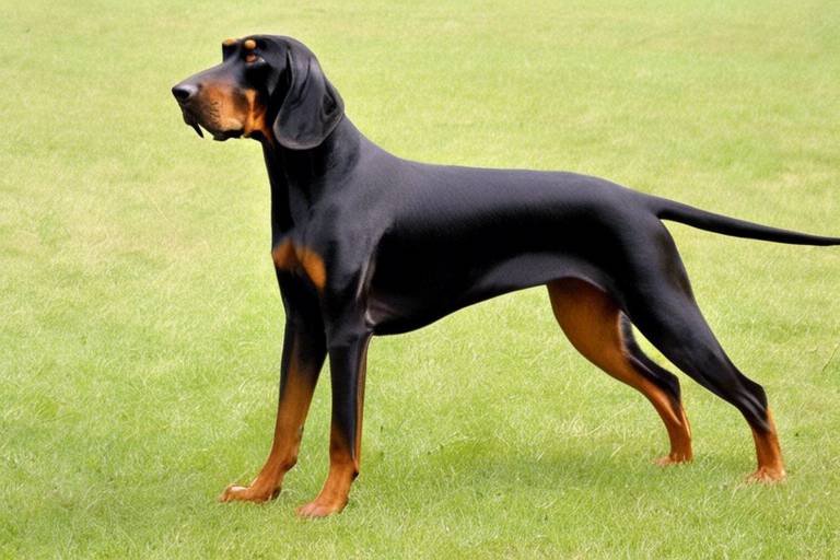 The Characteristics of the Black and Tan Coonhound