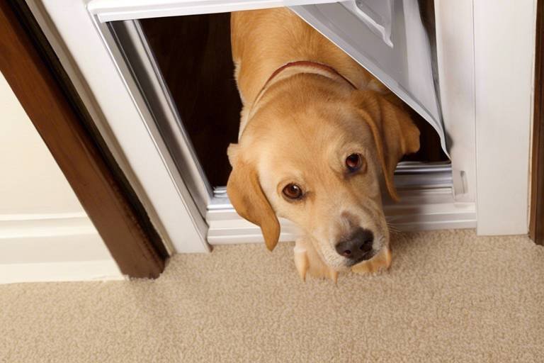 How to Train Your Dog to Use a Pet Door