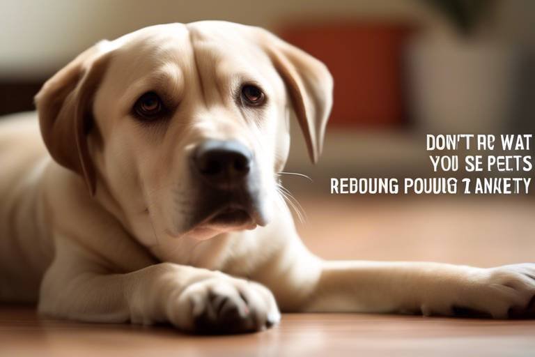 Tips for Reducing Anxiety in Pets