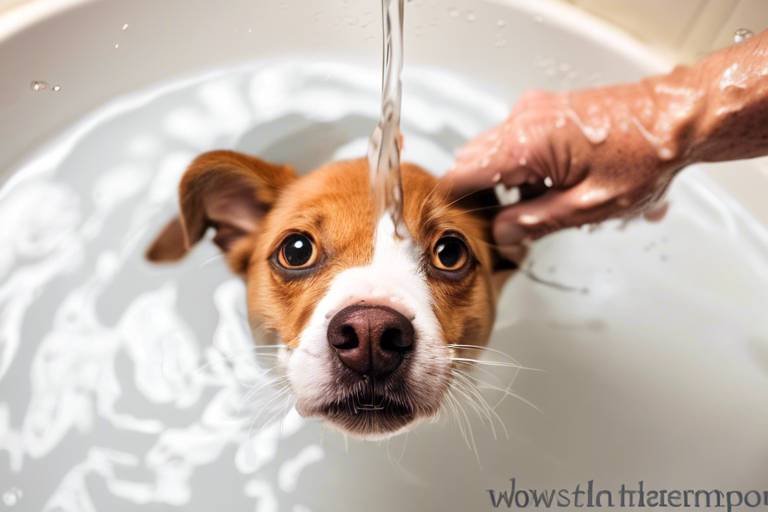 How to Train Your Pet to Accept a Bath