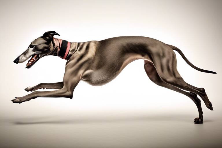 A Guide to Understanding the Greyhound’s Traits