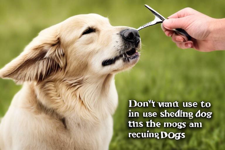 Tips for Reducing Shedding in Dogs