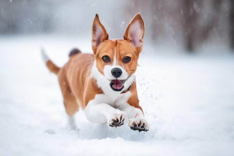How to Keep Your Pet Active in the Winter Months