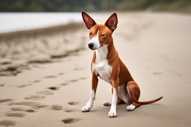 The Unique Features of the Basenji Dog