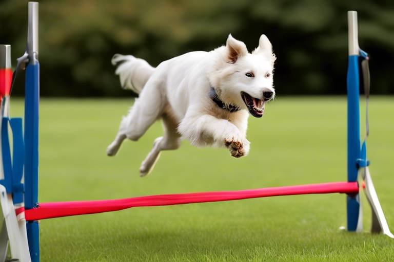 How to Train Your Dog to Perform Agility