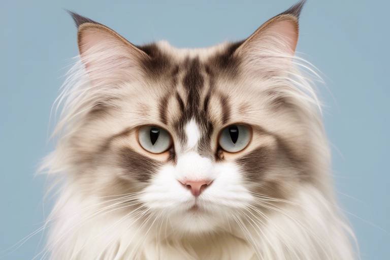 The Unique Features of the Ragamuffin Cat