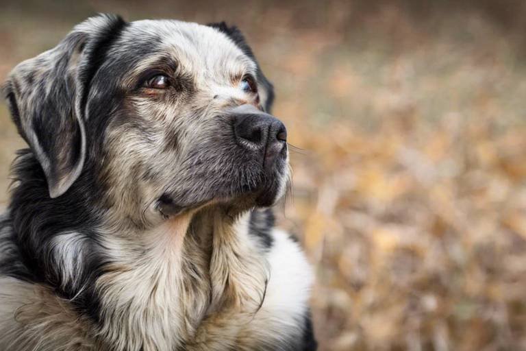 Tips for Training an Older Dog