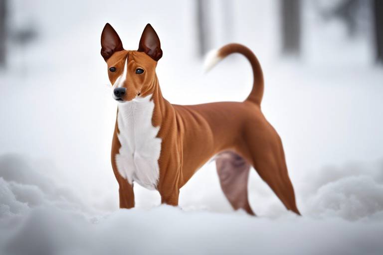 Why the Basenji Dog Is a Unique Companion