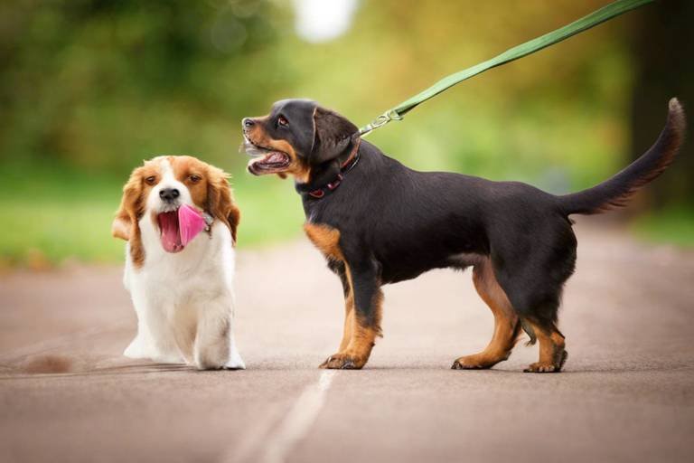 Understanding the Importance of Patience in Pet Training