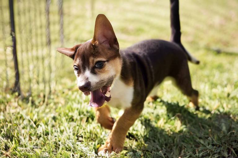 The Importance of Training for Adopted Pets