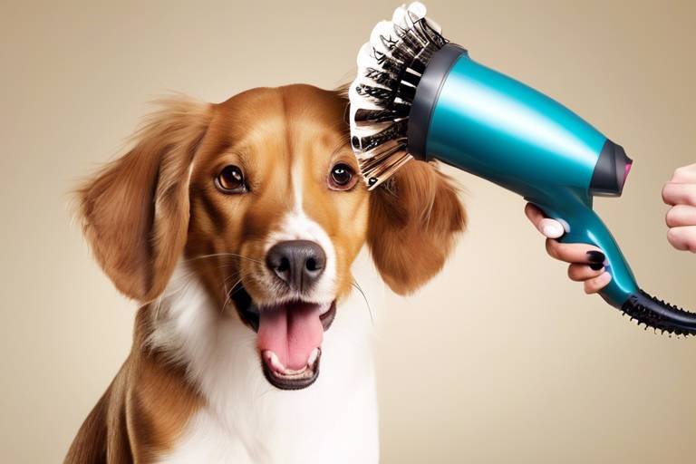 How to Teach Your Dog to Love the Blow Dryer
