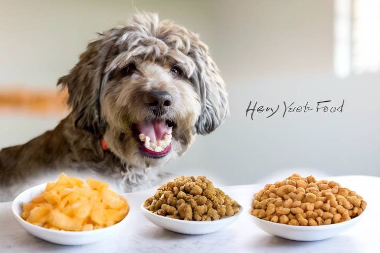 How to Transition Your Senior Pet to New Food
