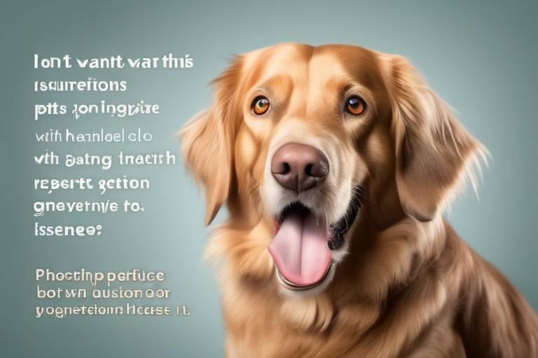 How to Handle Senior Pets with Digestive Issues