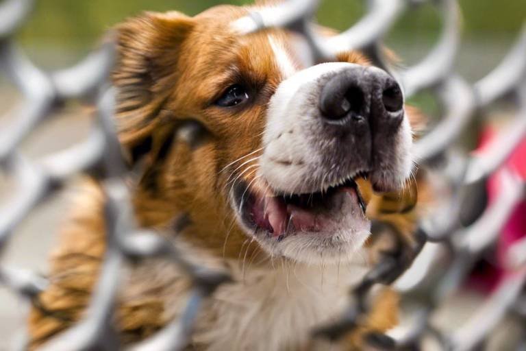 Tips for Adopting a Dog from a Shelter