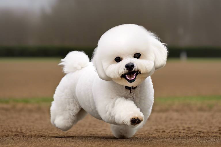 The Traits of the Bichon Frise - Affectionate and Playful