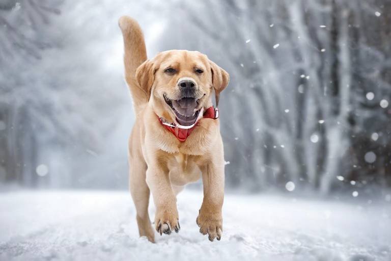 Winter Health Tips for Keeping Your Pets Safe