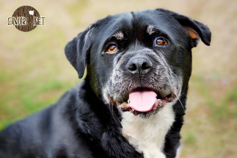 Senior Pet Adoption - What You Should Know