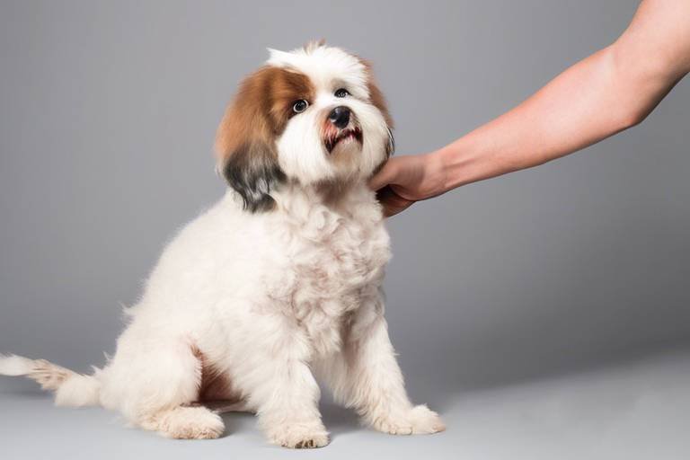 How to Train Your Pet to Sit Still for Grooming