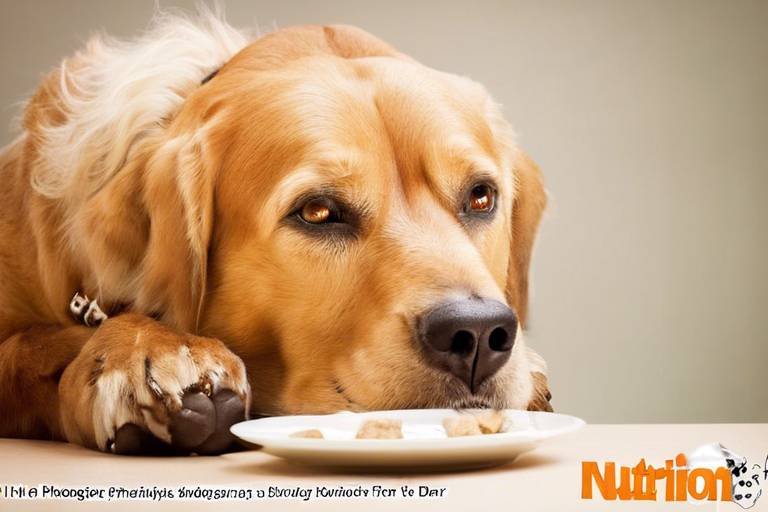 Nutrition Tips for Senior Dogs