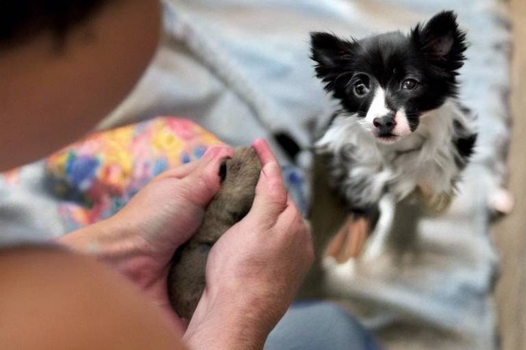 The Importance of Patience When Adopting a Rescue Pet
