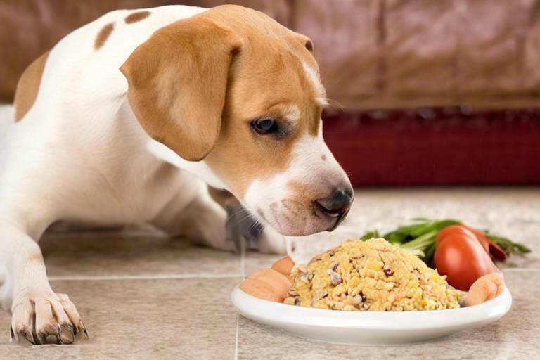 Tips for Creating a Healthy Meal Plan for Your Dog